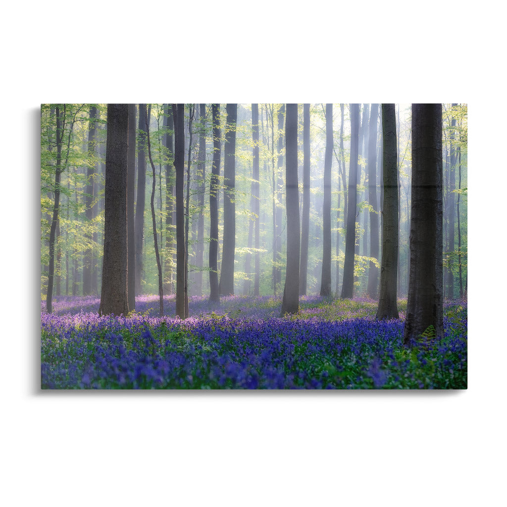 "BLUEBELLS"