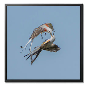 "SCISSOR-TAILED FLYCATCHERS"