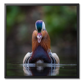 "MANDARIN DUCK"