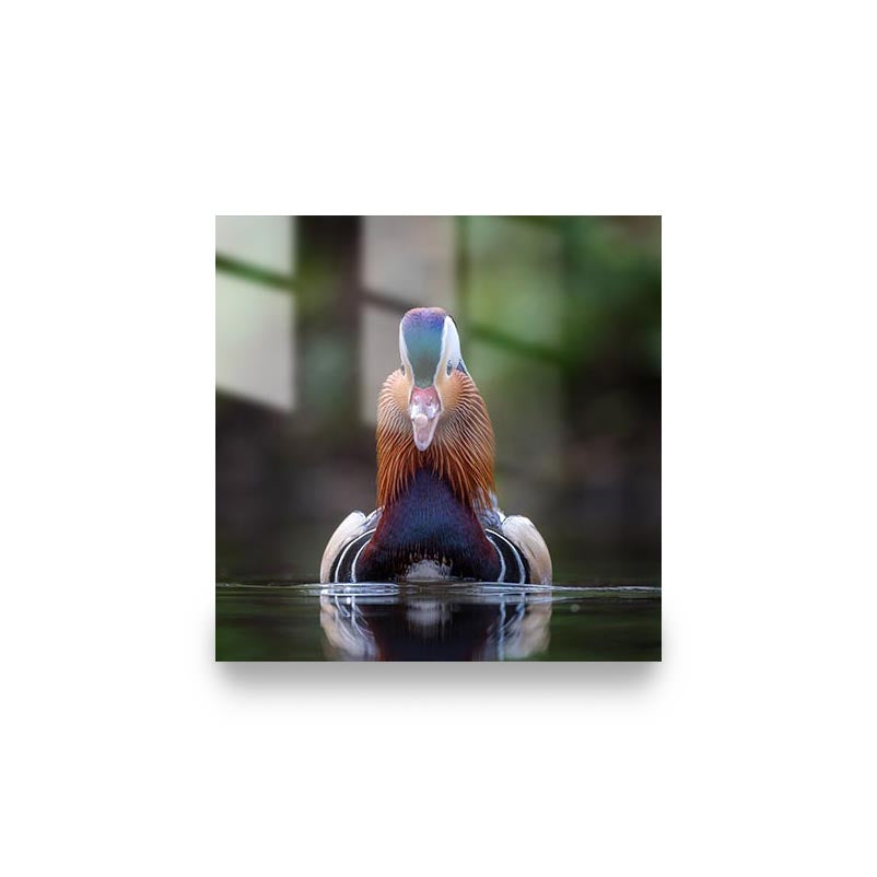 "MANDARIN DUCK"