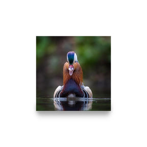 "MANDARIN DUCK"