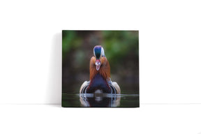 "MANDARIN DUCK"