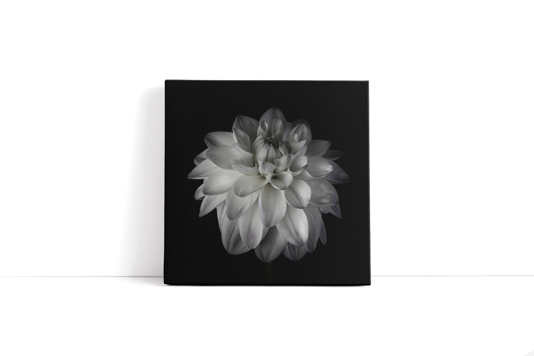 "DAHLIA"