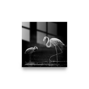 "TWO FLAMINGOS"