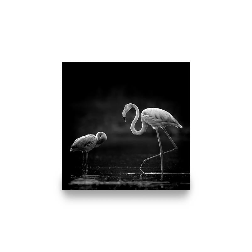 "TWO FLAMINGOS"