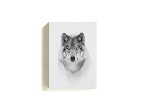 "PORTRAIT OF A TIMBER WOLF"