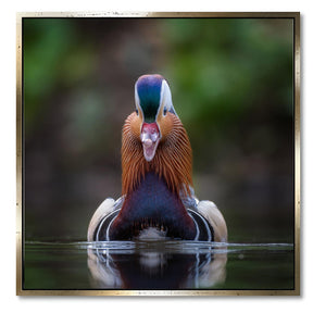 "MANDARIN DUCK"