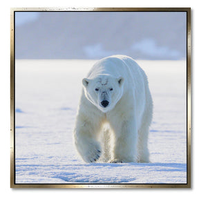 "APEX PREDATOR OF THE ARCTIC"