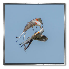 "SCISSOR-TAILED FLYCATCHERS"