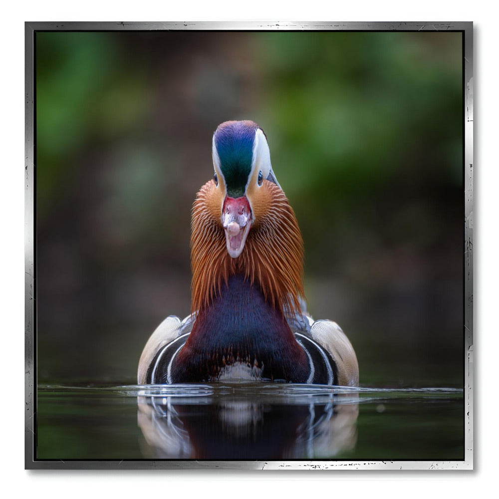 "MANDARIN DUCK"