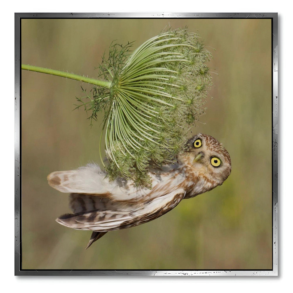 "LITTLE OWL"