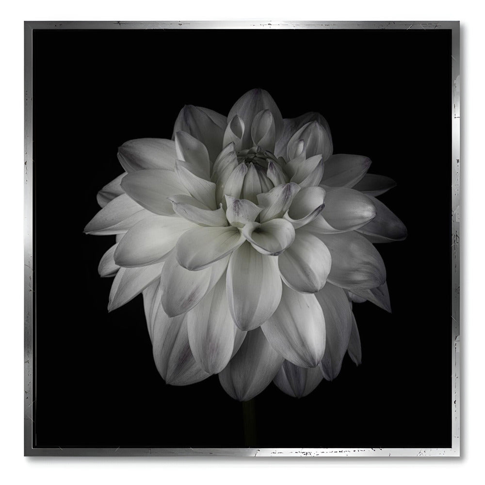 "DAHLIA"