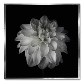 "DAHLIA"