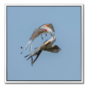 "SCISSOR-TAILED FLYCATCHERS"