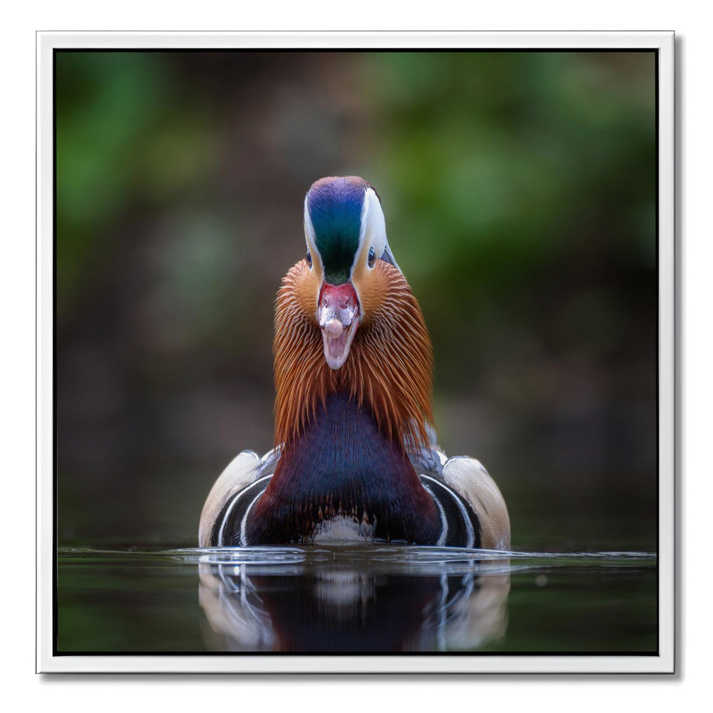 "MANDARIN DUCK"