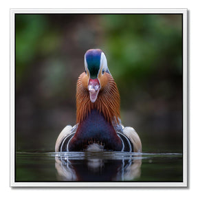 "MANDARIN DUCK"