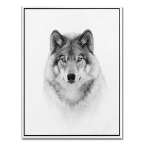 "PORTRAIT OF A TIMBER WOLF"