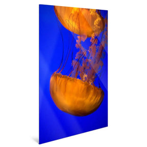 "ORANGE BLUE JELLYFISH" - Art For Everyone